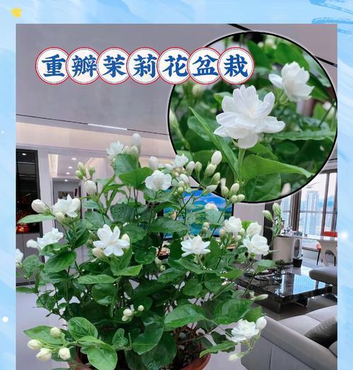 茉莉花什么时候需要换盆？换盆的正确步骤是什么？