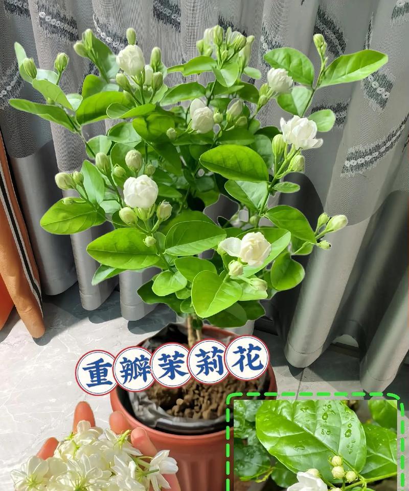茉莉花什么时候需要换盆？换盆的正确步骤是什么？