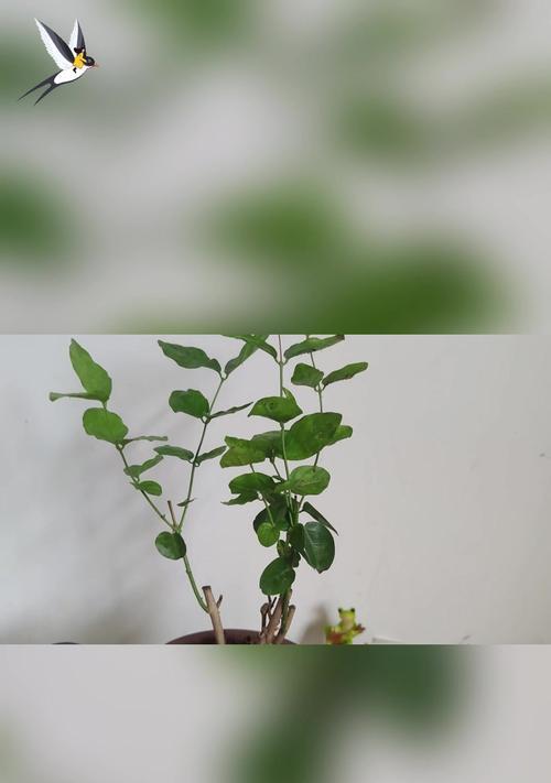 茉莉花什么时候需要换盆？换盆的正确步骤是什么？