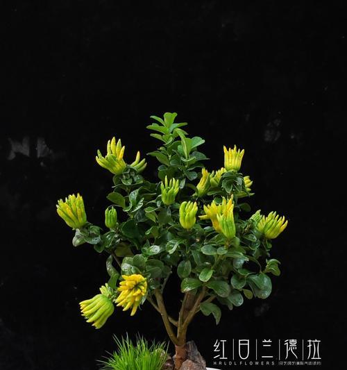 佛手树盆景养护技巧有哪些？