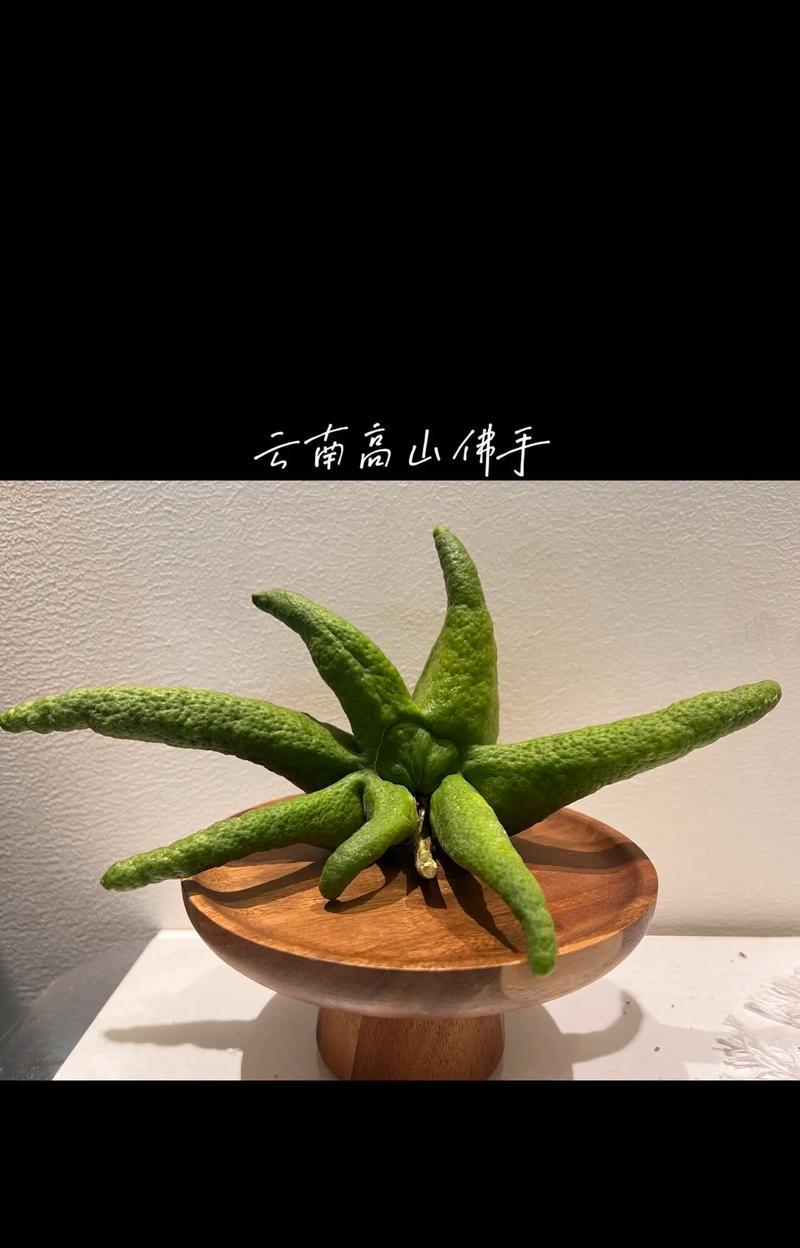 佛手树盆景养护技巧有哪些？