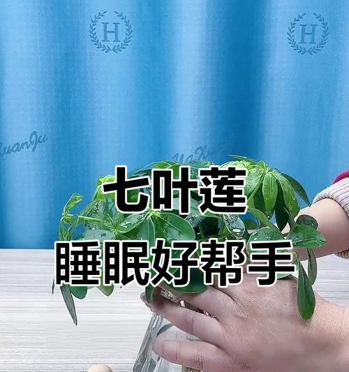 七叶莲的扦插方法是什么？如何成功扦插七叶莲？