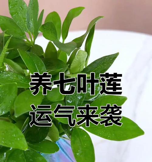 七叶莲的扦插方法是什么？如何成功扦插七叶莲？