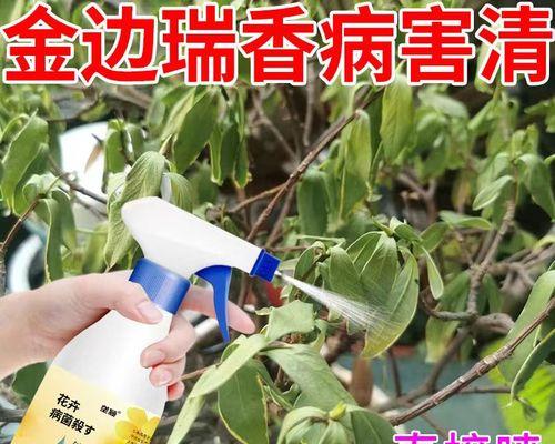 瑞香烂根的解决方法和预防措施是什么？