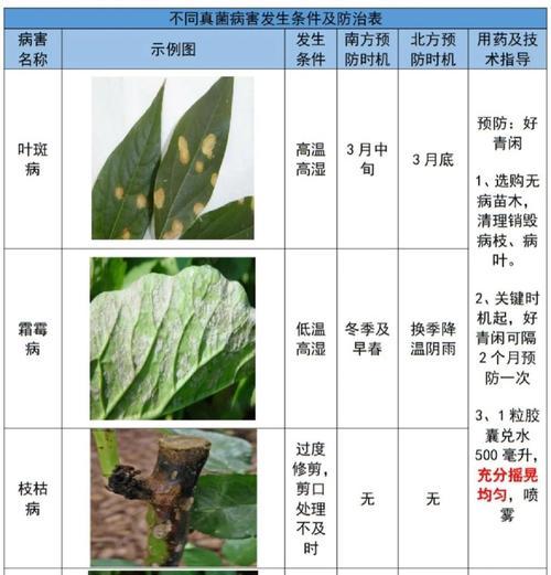 花卉叶子发黑的原因及防治方法是什么？