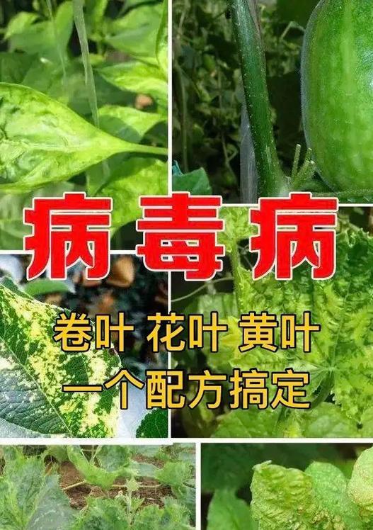 花卉叶子发黑的原因及防治方法是什么？