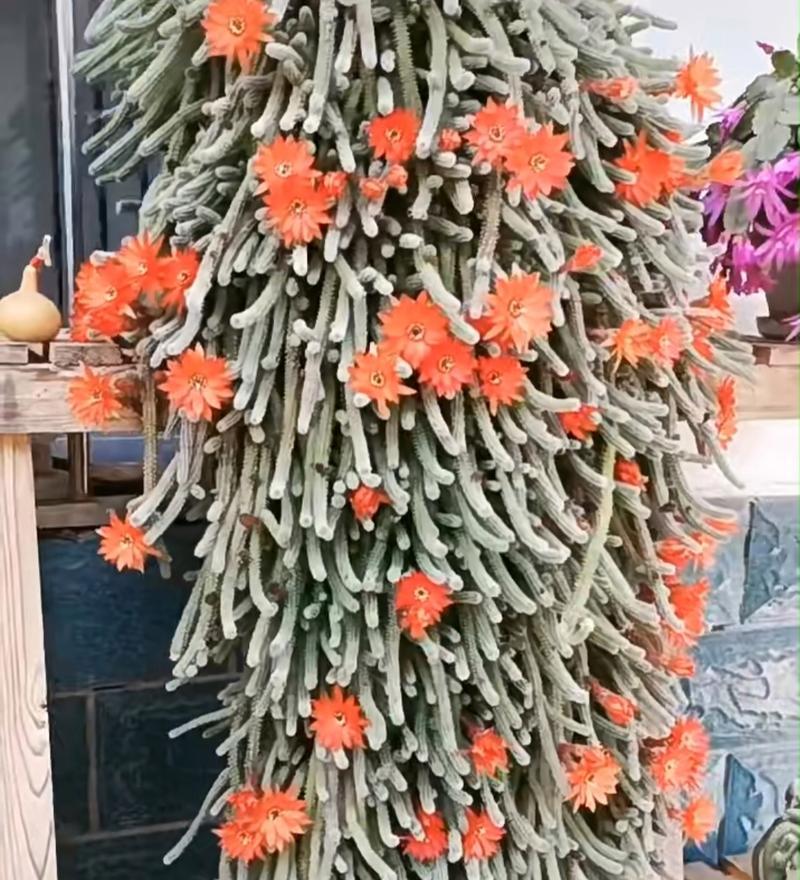 仙人指养殖的技巧和常见问题？