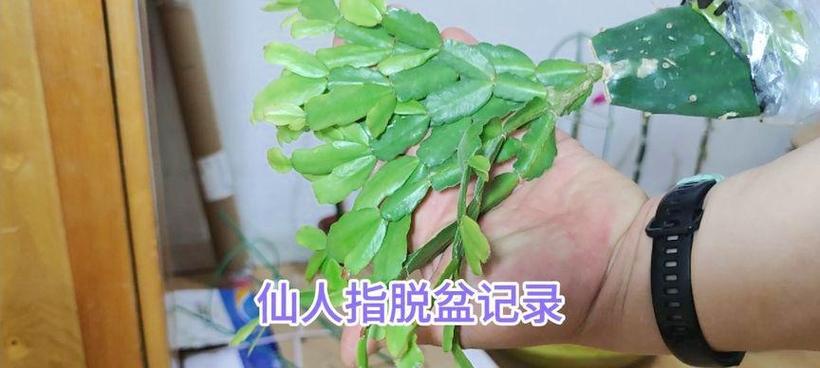 仙人指养殖的技巧和常见问题？