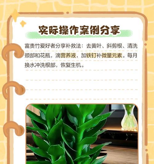富贵竹的插植方法是什么？如何提高富贵竹的成活率？