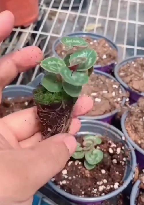 宝绿浇水的正确方法是什么？