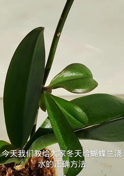 宝绿浇水的正确方法是什么？