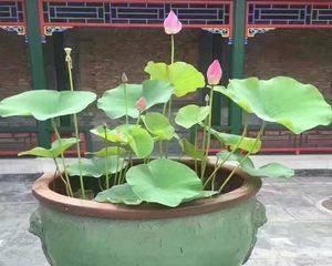 室内荷花的养护技巧是什么？如何在室内养好荷花？