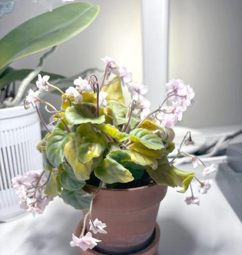 花卉养殖技巧有哪些？如何选择合适的花卉？