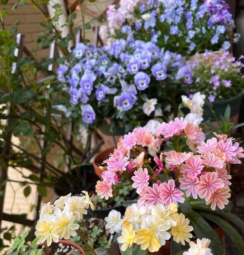 花卉养殖技巧有哪些？如何选择合适的花卉？