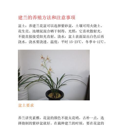 枝之花的养殖方法和注意事项是什么？