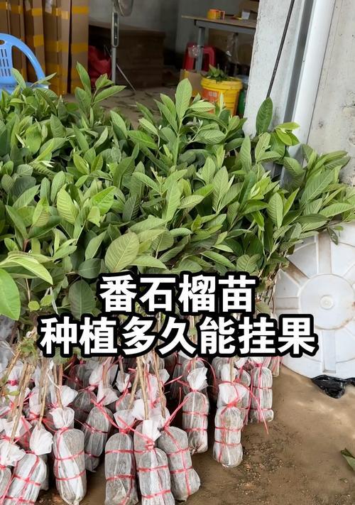 石榴树开花后多久结果？如何促进结果？