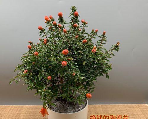 石榴树开花后多久结果？如何促进结果？