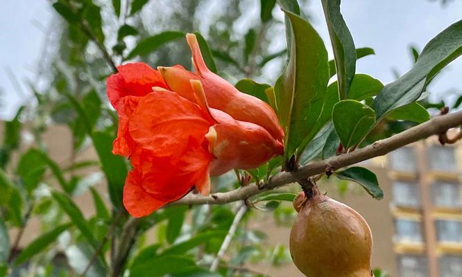 石榴树开花后多久结果？如何促进结果？