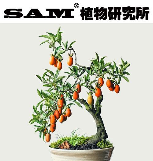 金弹子挂果的秘诀是什么？如何提高挂果率？