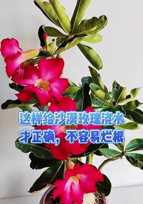 沙漠玫瑰烂根的处理方法是什么？