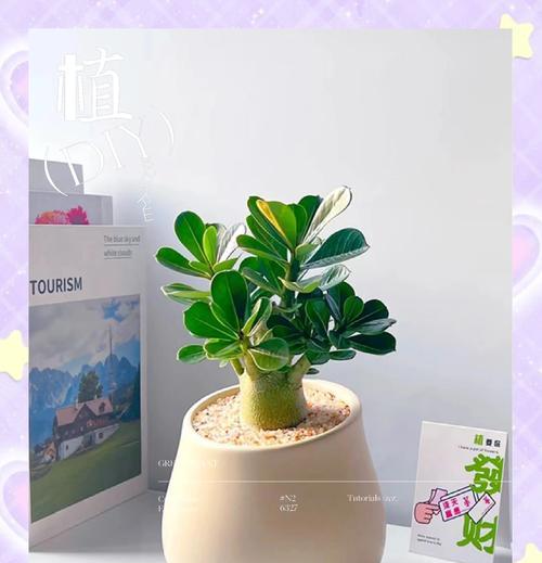 沙漠玫瑰烂根的处理方法是什么？