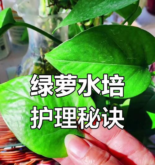 水培绿萝繁殖的正确步骤是什么？