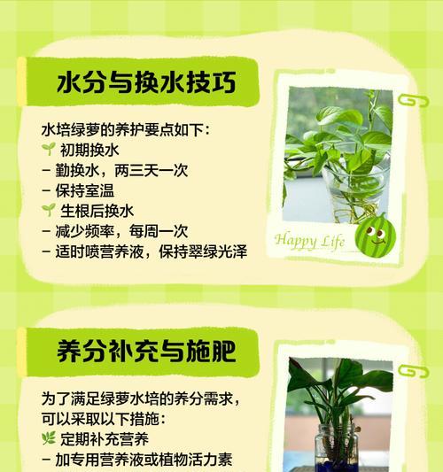 水培绿萝繁殖的正确步骤是什么？