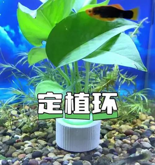 水培绿萝繁殖的正确步骤是什么？