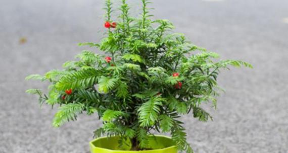 红豆杉烂根怎么办？有效预防和处理方法是什么？