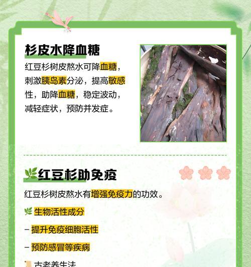 红豆杉烂根怎么办？有效预防和处理方法是什么？