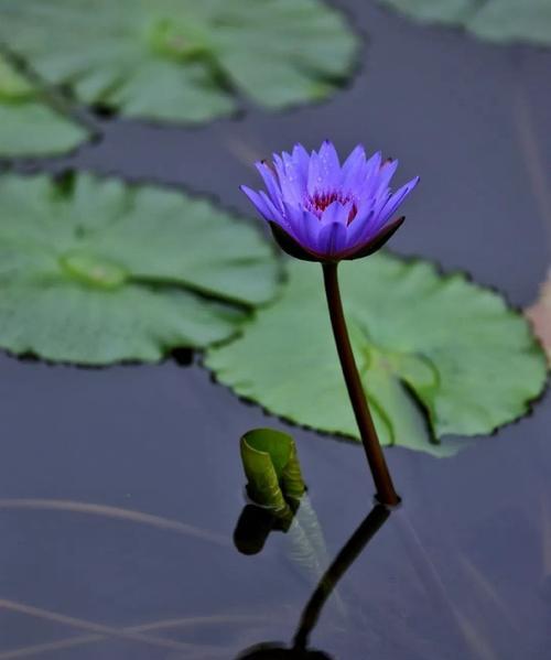 荷花的花形状像什么？它有哪些独特之处？