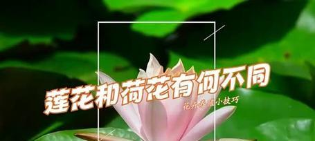 荷花的花形状像什么？它有哪些独特之处？