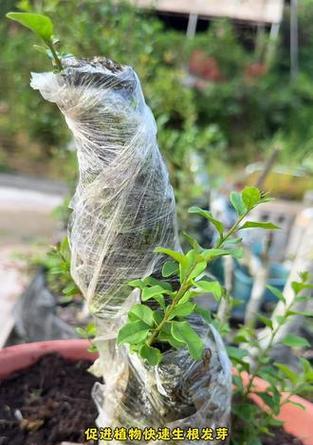 金弹子种植步骤是什么？