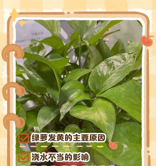 碧玉叶片发黄的常见原因及解决办法是什么？