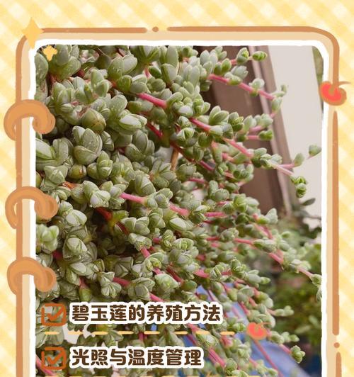 碧玉叶片发黄的常见原因及解决办法是什么？