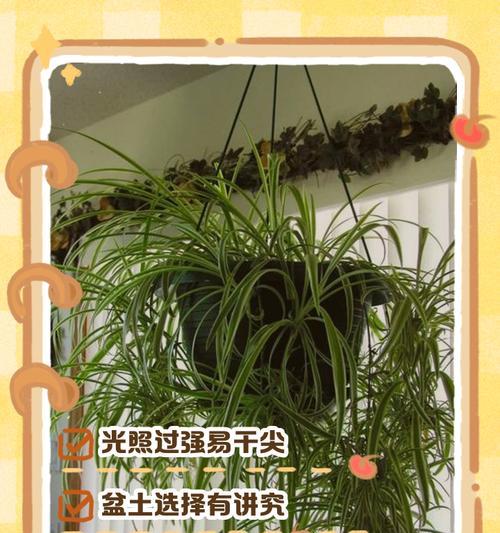 吊兰叶子发黄的原因是什么？如何进行有效处理？