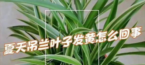 吊兰叶子发黄的原因是什么？如何进行有效处理？