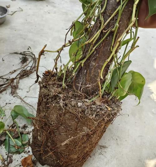 花的根部完全烂了怎么办？烂根后的挽救措施有哪些？