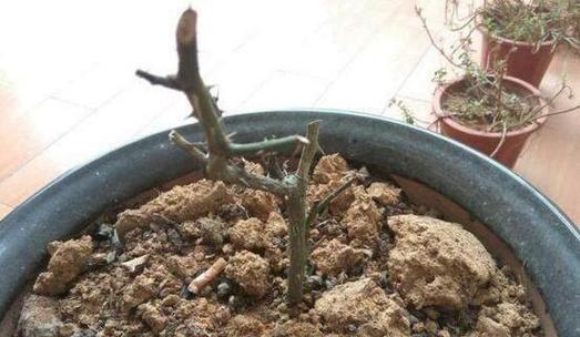 花的根部完全烂了怎么办？烂根后的挽救措施有哪些？