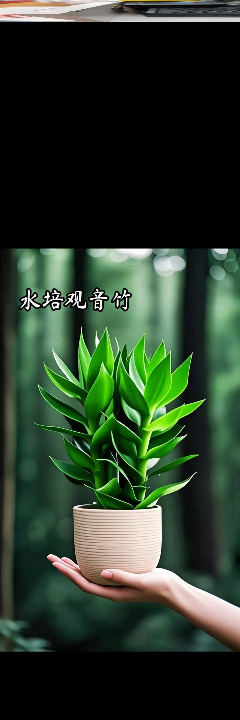 水培植物有哪些？适合水培的植物推荐！