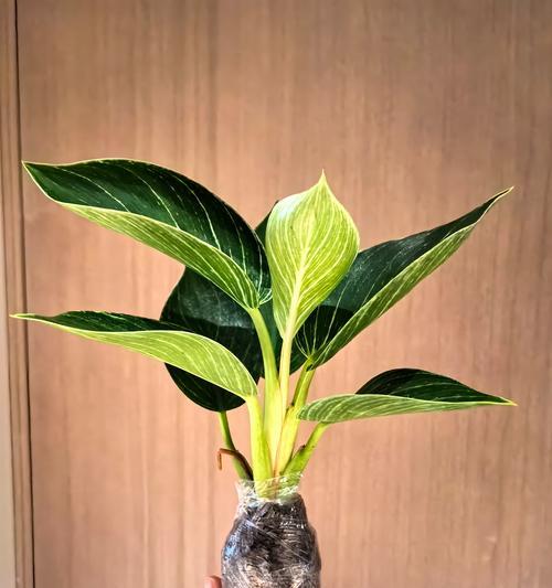 水培植物有哪些？适合水培的植物推荐！
