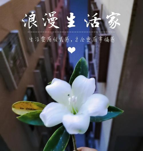 非洲茉莉栽培过程中应注意哪些问题？如何促进其开花？