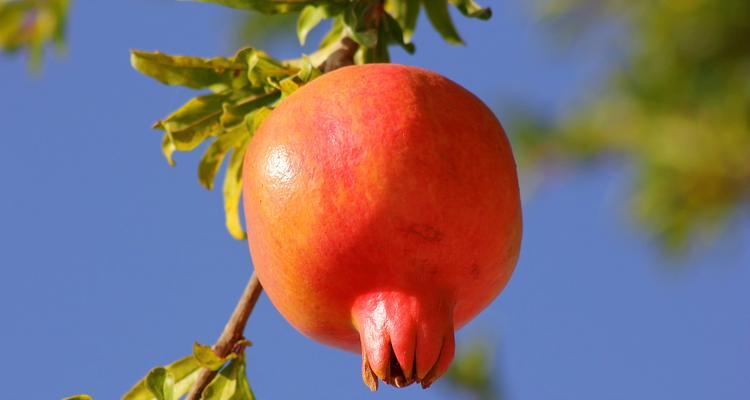 石榴的特点是什么？石榴的种植和养护要点有哪些？