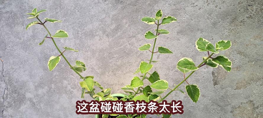 一抹香扦插繁殖的正确步骤是什么？