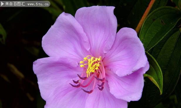 紫色花有哪些？紫色花卉的种类和特点是什么？