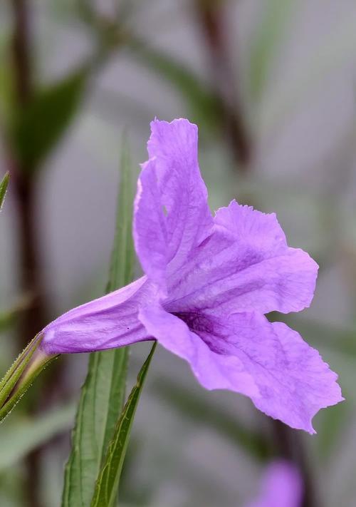 紫色花有哪些？紫色花卉的种类和特点是什么？
