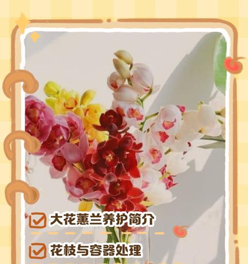 大叶蕙兰的浇水技巧有哪些？