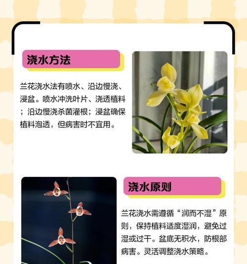大叶蕙兰的浇水技巧有哪些？