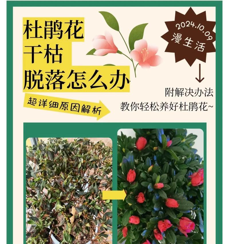 杜鹃花浇水的正确方法和注意事项是什么？