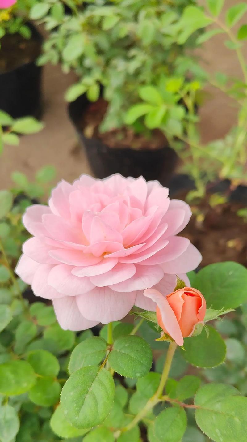 月季花的寓意和花语是什么？